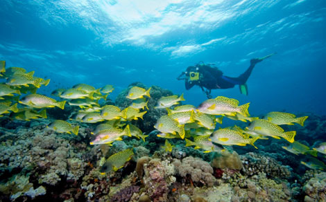 photo of yellow fish Aitutaki