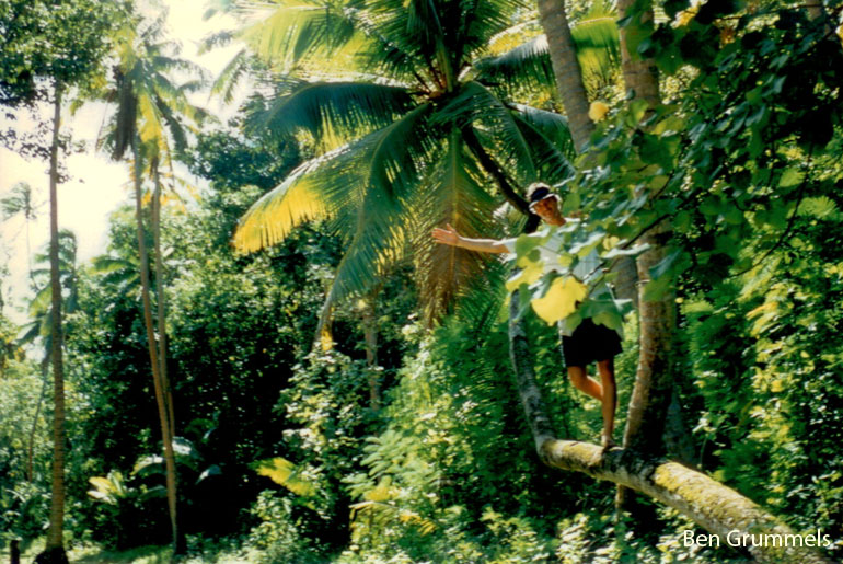Aitutaki jungle photo
