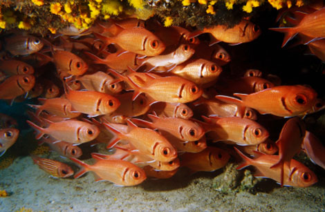 squirel fish Aitutaki