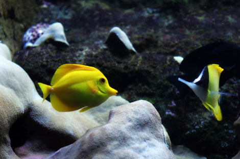 Yellow tropical fish